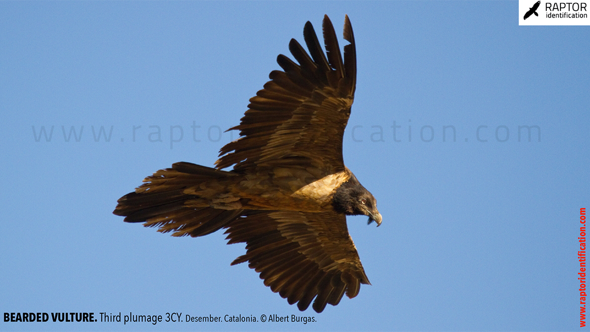 Bearded-vulture-third-plumage