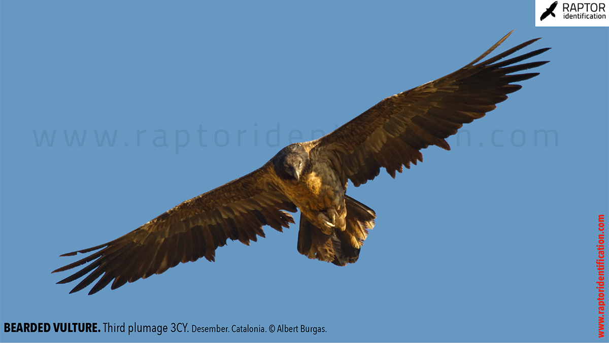 Bearded-vulture-third-plumage
