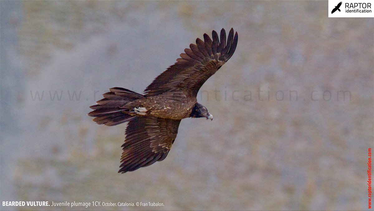Bearded-vulture-juvenile-plumage-identification