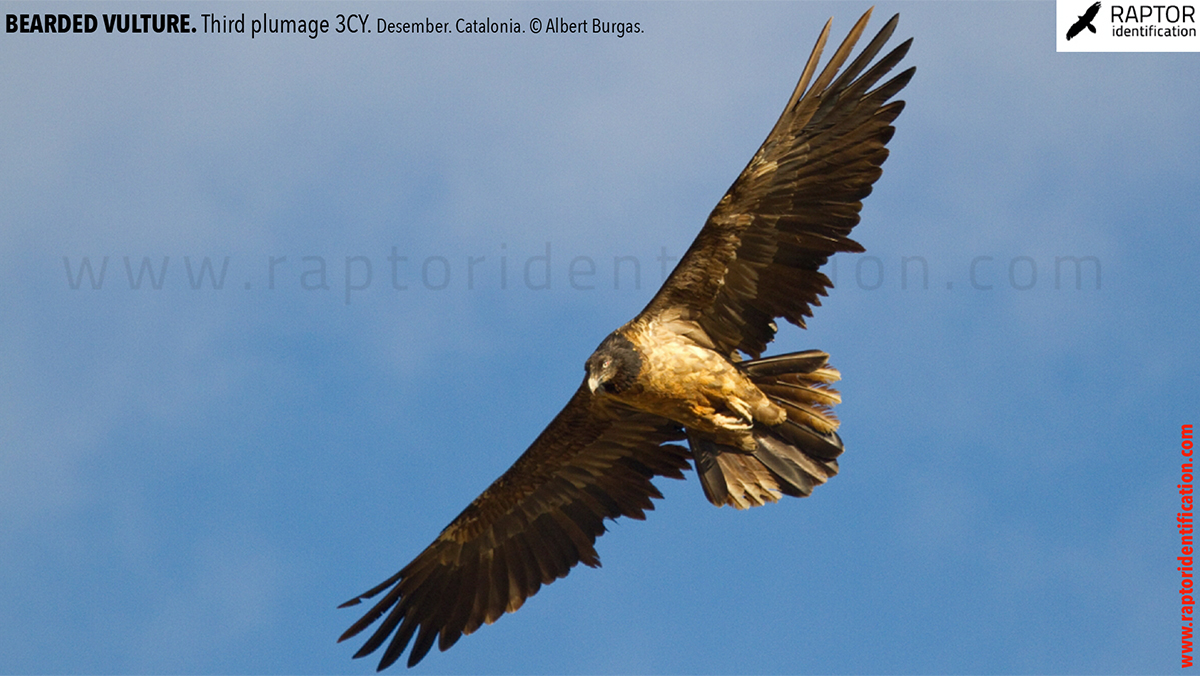 Bearded-vulture-third-plumage