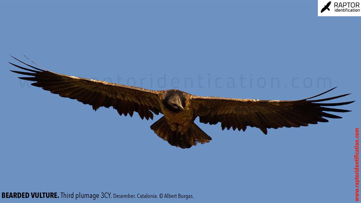 Bearded-vulture-third-plumage