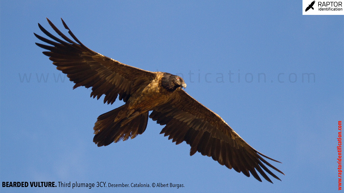 Bearded-vulture-third-plumage