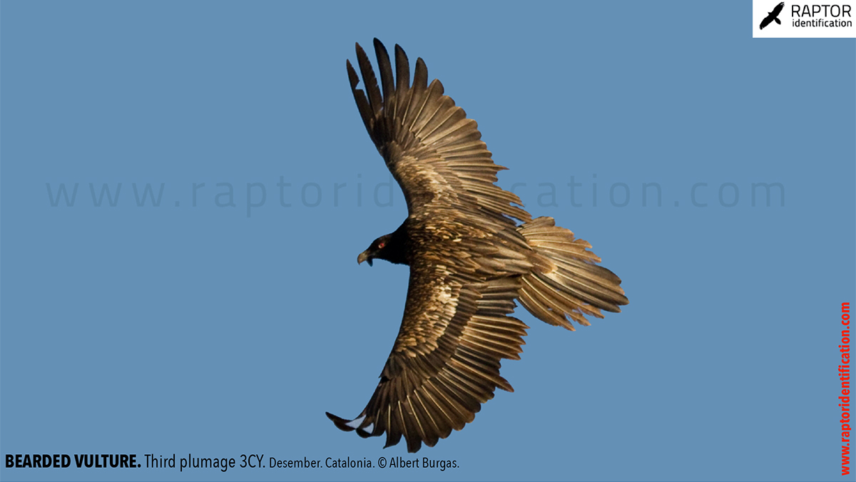 Bearded-vulture-third-plumage