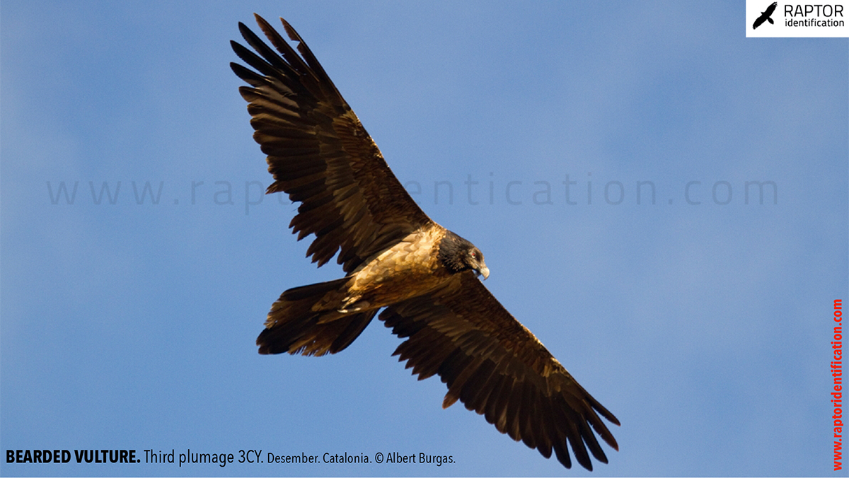 Bearded-vulture-third-plumage