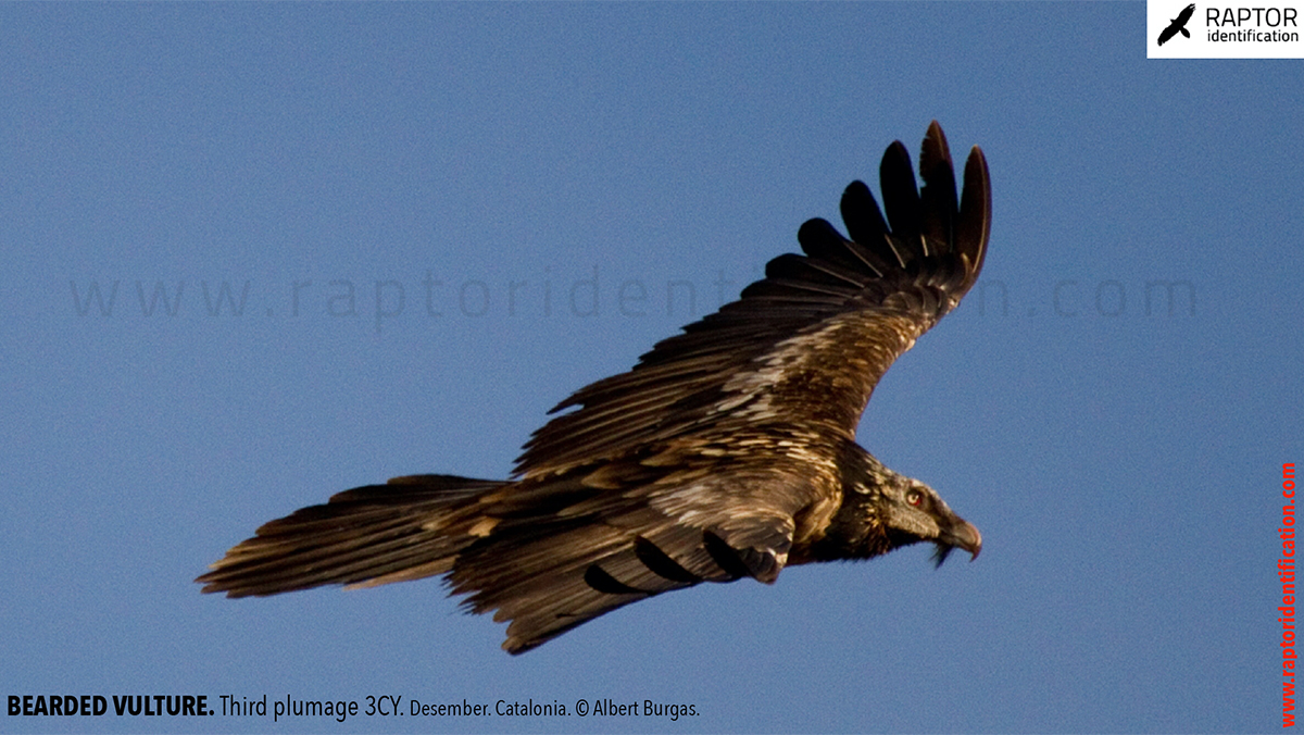 Bearded-vulture-third-plumage