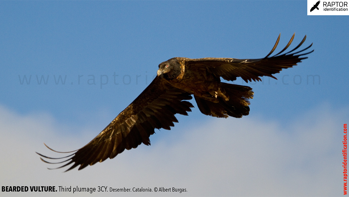 Bearded-vulture-third-plumage