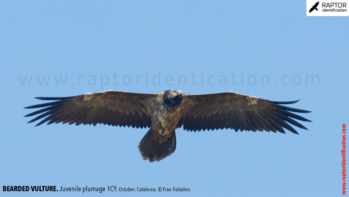 Bearded-vulture-juvenile-plumage-identification