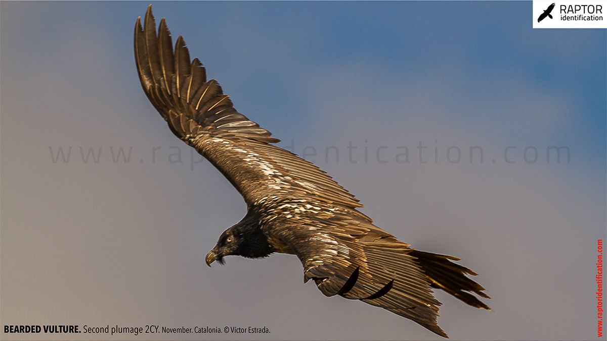 Bearded-vulture-second-plumage