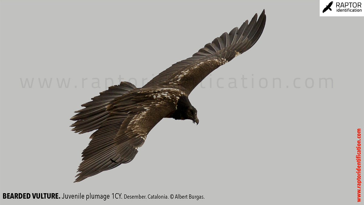 Bearded-vulture-juvenile-plumage-identification