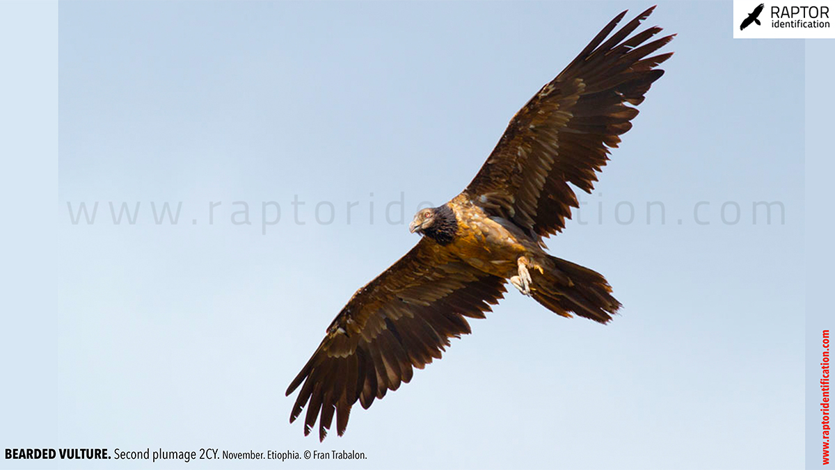 Bearded-vulture-second-plumage