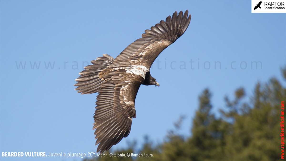 Bearded-vulture-juvenile-plumage-identification