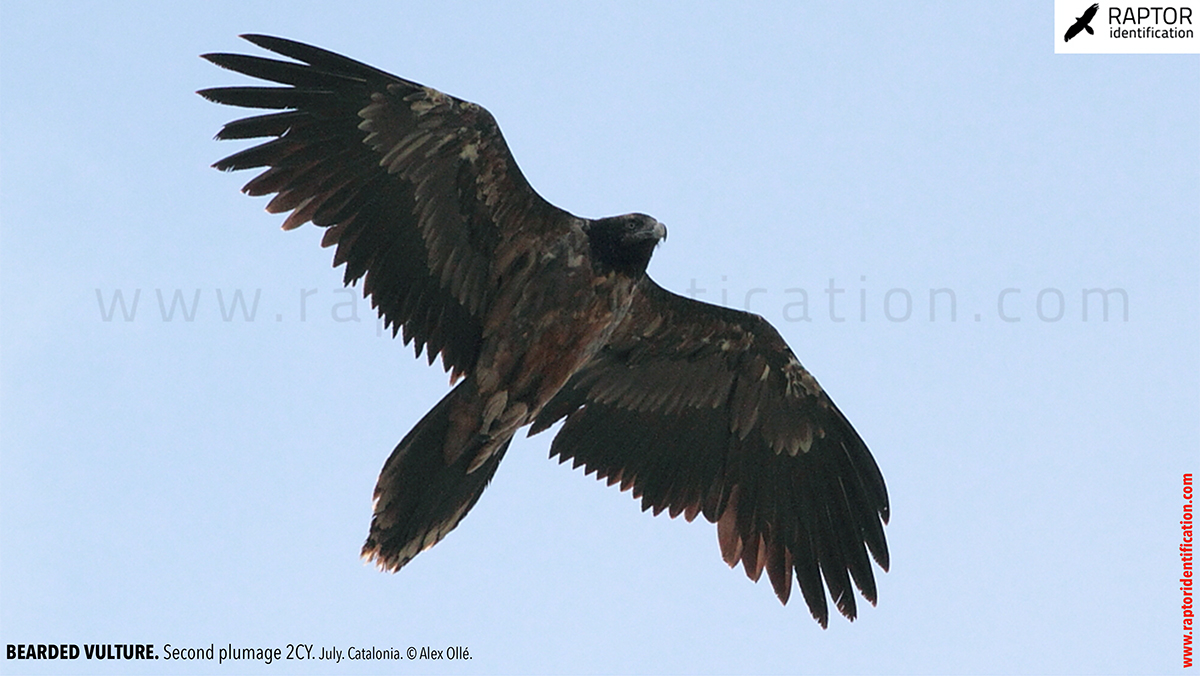 Bearded-vulture-second-plumage