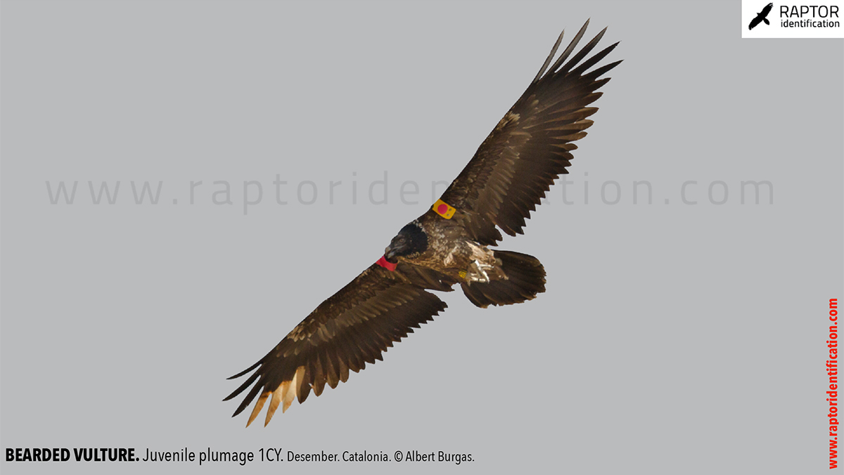 Bearded-vulture-juvenile-plumage-identification