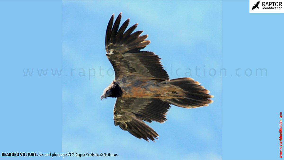 Bearded-vulture-second-plumage