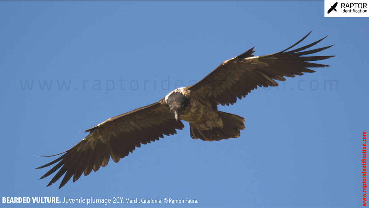 Bearded-vulture-juvenile-plumage-identification