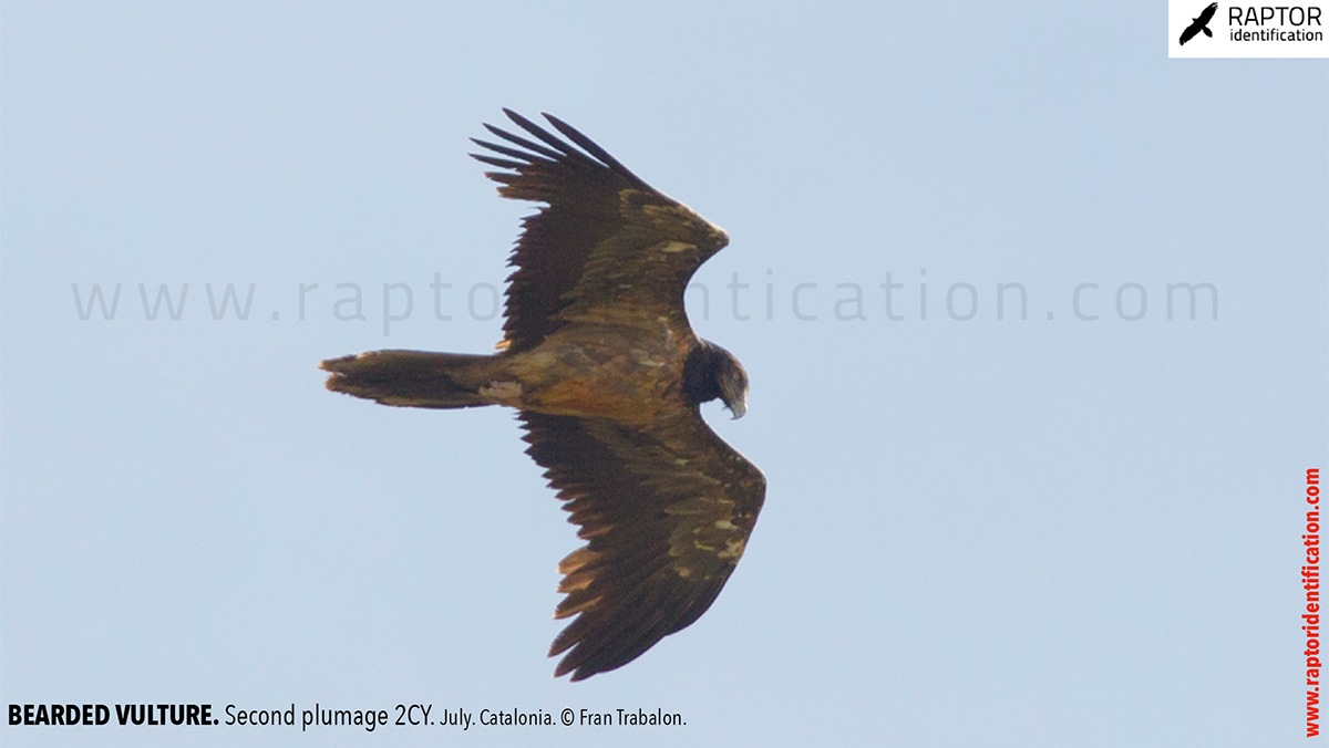 Bearded-vulture-second-plumage