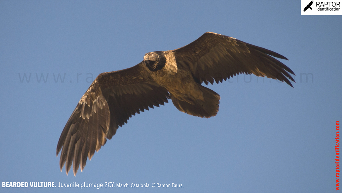 Bearded-vulture-juvenile-plumage-identification