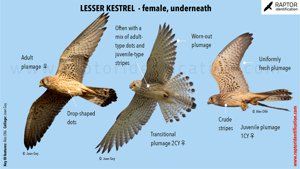 Lesser-Kestrel-female