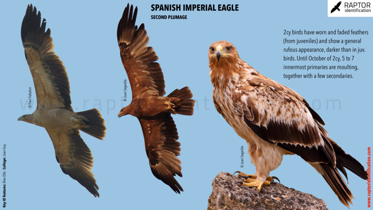 Spanish-Imperial-Eagle-second-plumage-identification