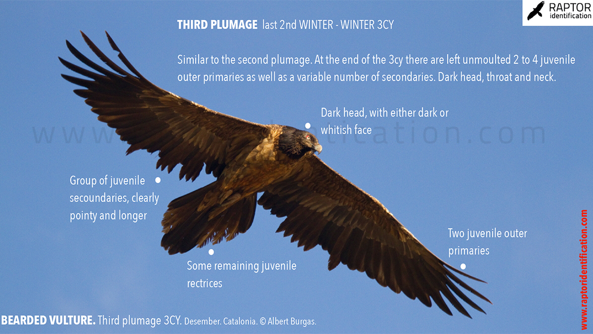 Bearded-vulture-third-plumage