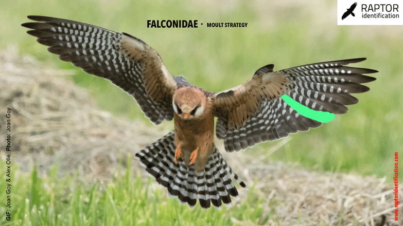 falconidae-moult-strategy