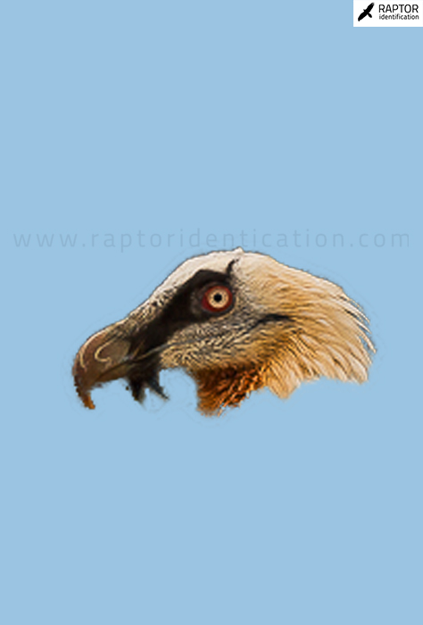 Bearded-Vulture-sexing