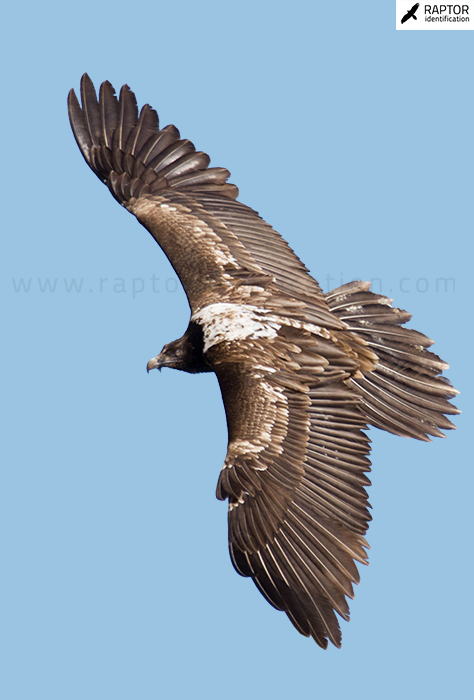 Bearded-vulture-1st-plumage-identification