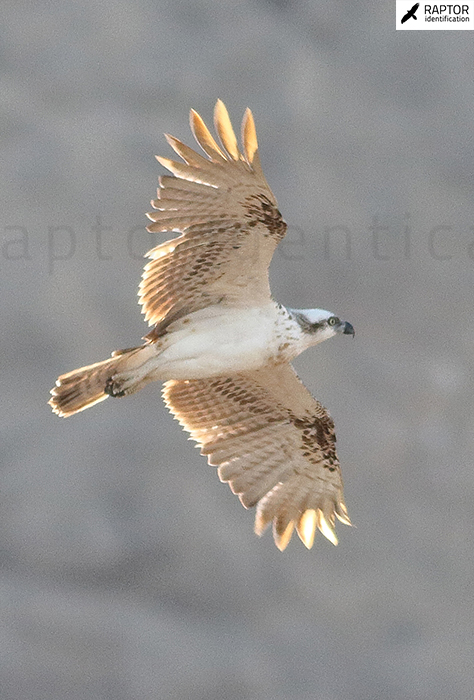 Western-Osprey