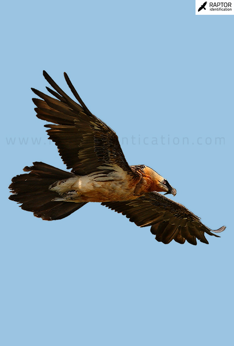 Bearded-vulture-identification