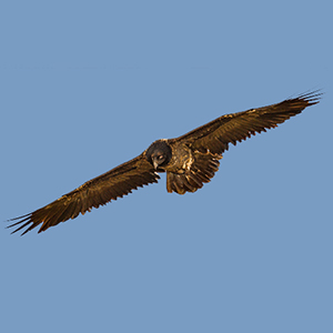 Bearded-Vulture