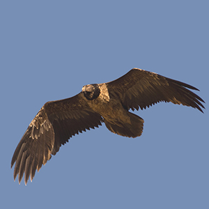 Bearded-Vulture