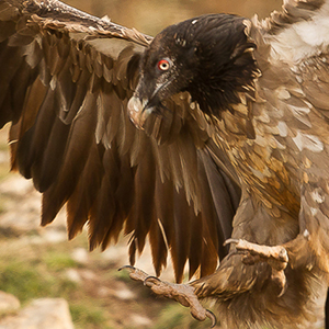 Bearded-Vulture