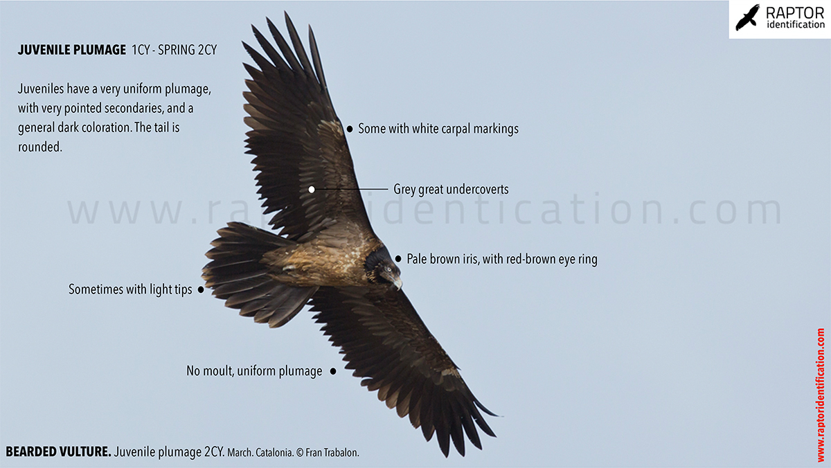 Bearded-vulture-juvenile-plumage