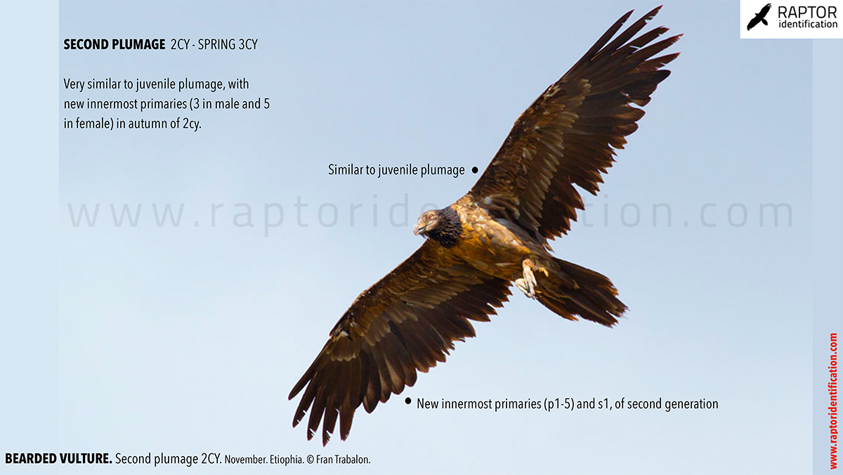 Bearded-vulture-second-plumage-identification