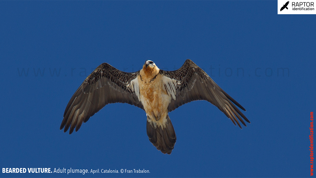 Bearded-Vulture-adult-plumage