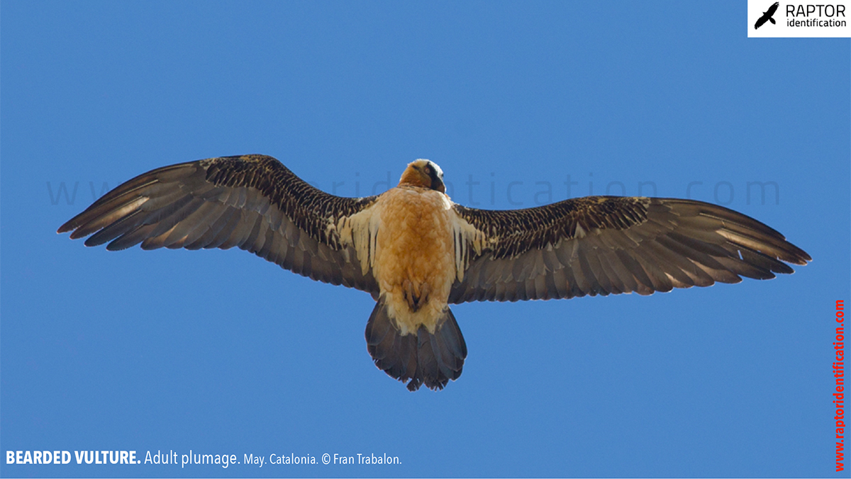 Bearded-Vulture-adult-plumage