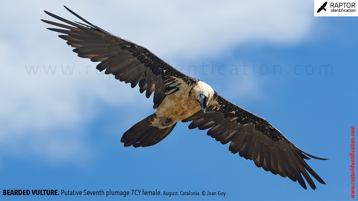 Bearded-Vulture-adult-plumage