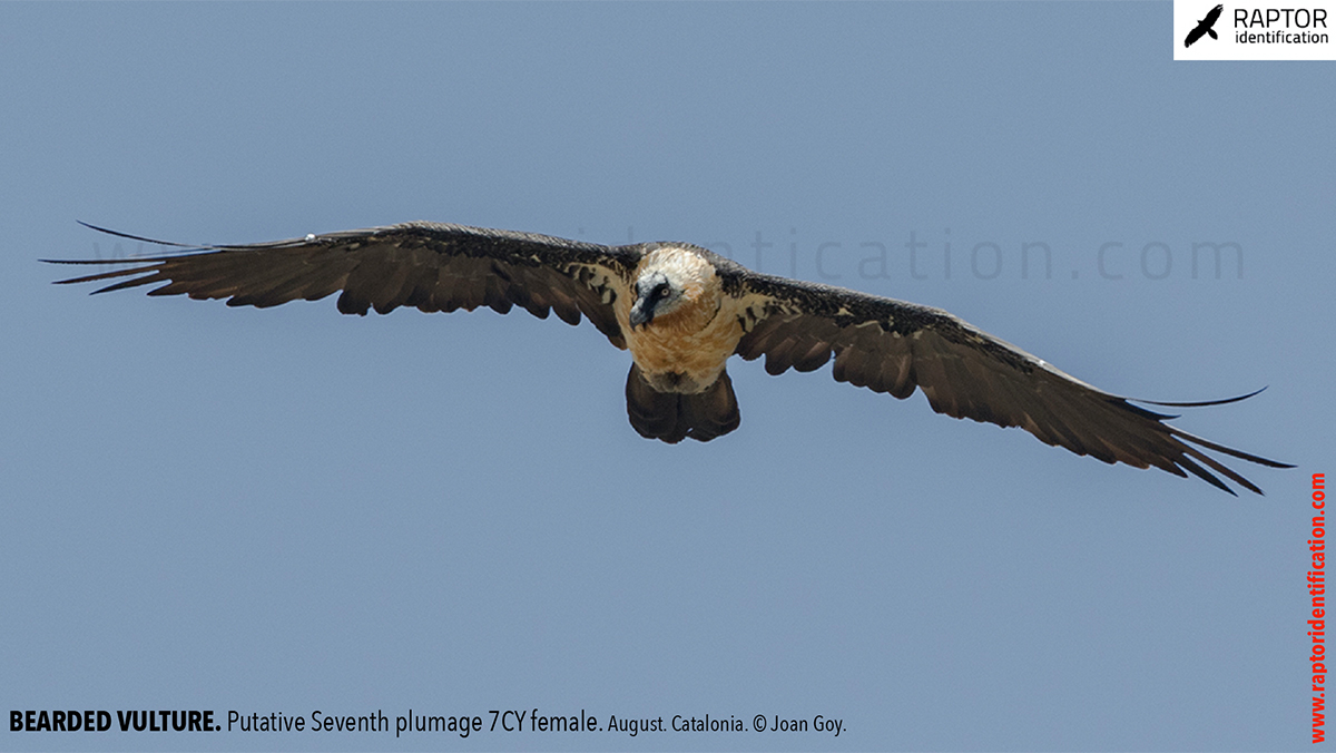 Bearded-Vulture-adult-plumage