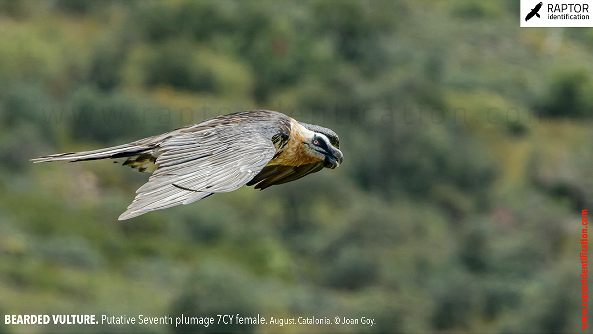 Bearded-Vulture-adult-plumage