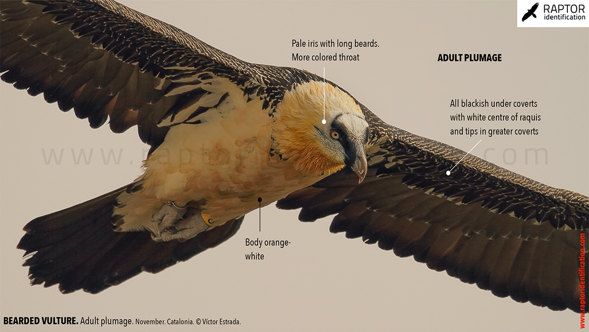 Bearded-Vulture-adult-plumage