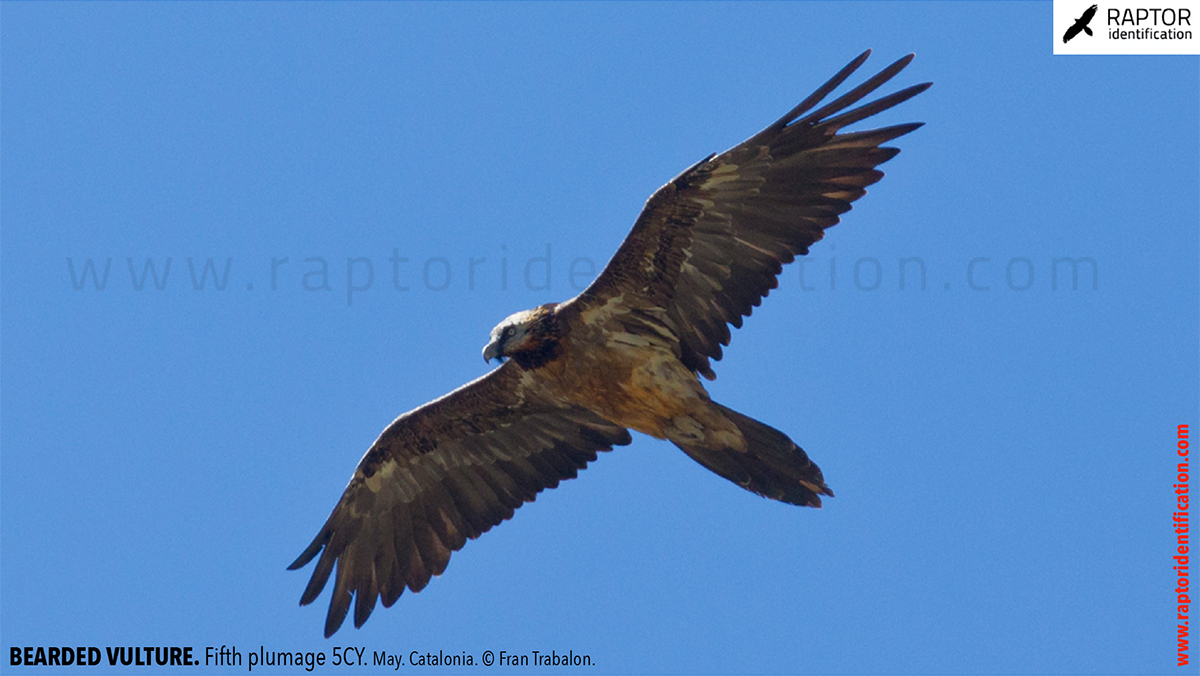 Bearded-Vulture-Fifth-plumage