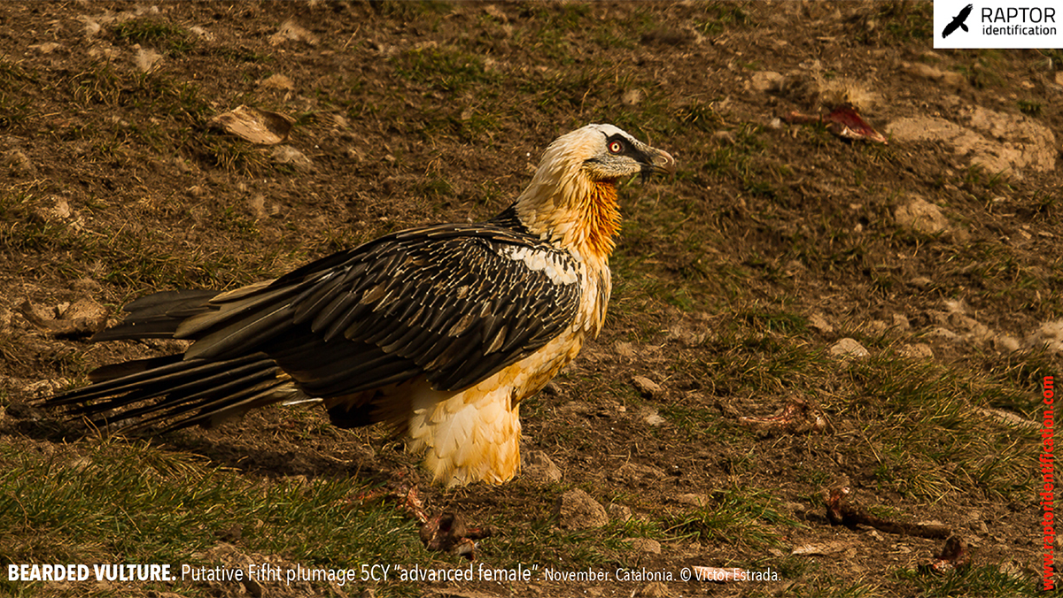 Bearded-Vulture-Fifth-plumage