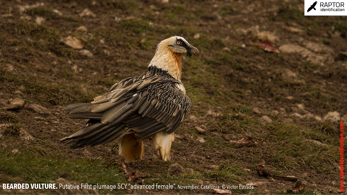 Bearded-Vulture-Fifth-plumage