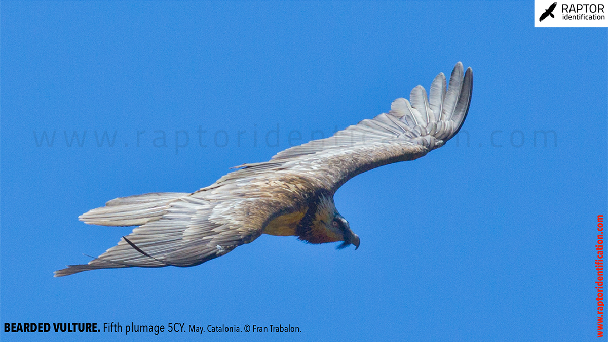 Bearded-Vulture-Fifth-plumage