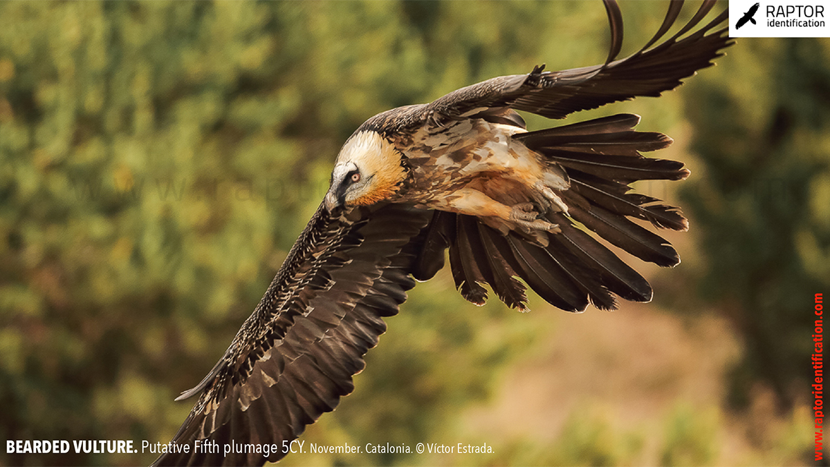 Bearded-Vulture-Fifth-plumage