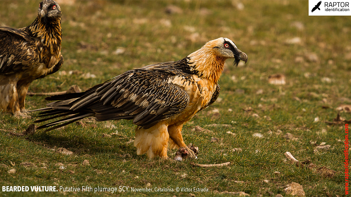 Bearded-Vulture-Fifth-plumage