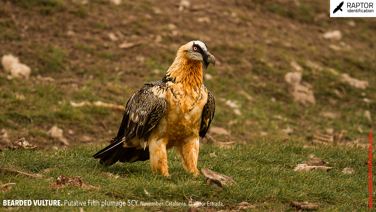 Bearded-Vulture-Fifth-plumage