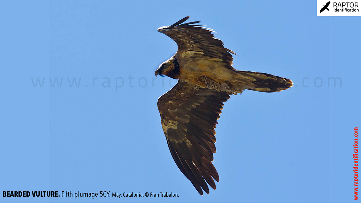 Bearded-Vulture-Fifth-plumage