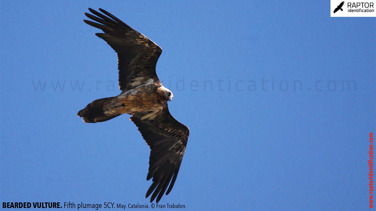 Bearded-Vulture-Fifth-plumage