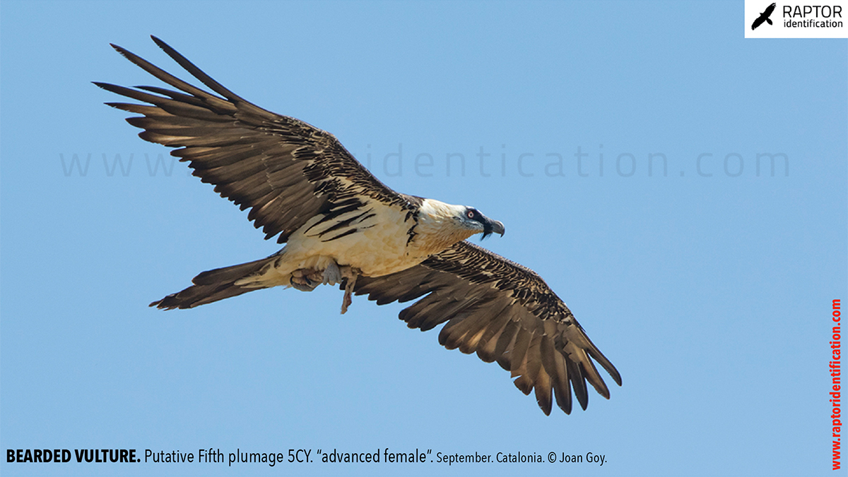 Bearded-Vulture-Fifth-plumage